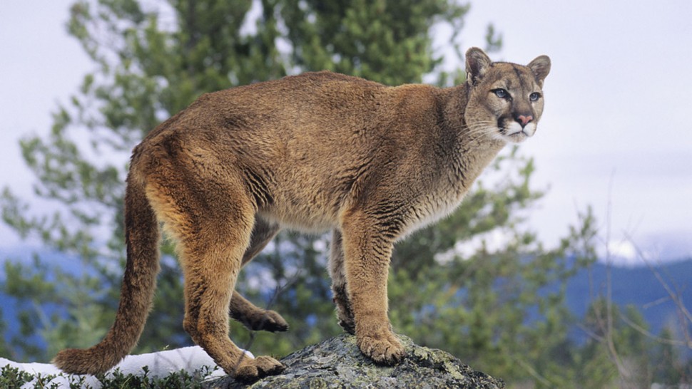what to do if you see a puma