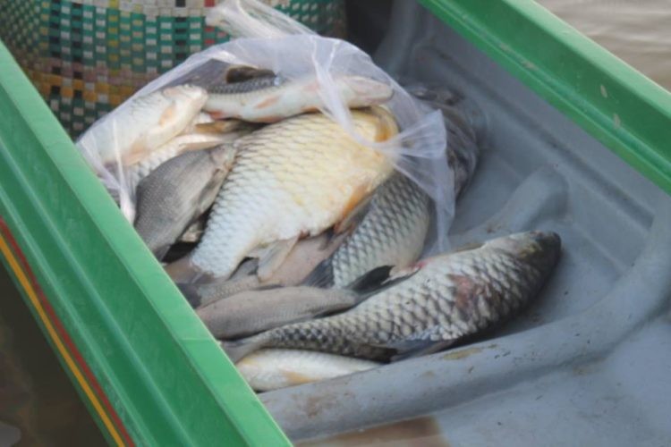 ត្រី​ប៉ា​ស៊ី​អ៊ី​នៅ​ស្ទឹងត្រែង​​​​ កាន់​តែ​ថយ​ចុះ​ពី​មួយ​ឆ្នាំ​ទៅ​មួយ​ឆ្នាំ  - Kley kley