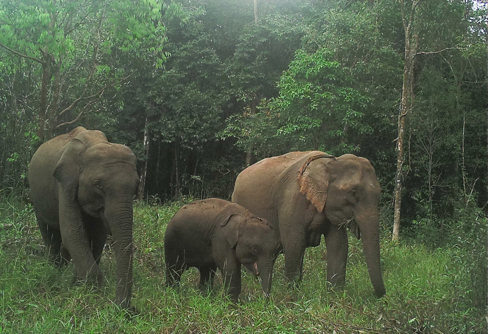 ប្រទះនឹងសត្វដំរីអាស៊ីមួយហ្វូងចំនួន ៦ក្បាល នៅដែនជម្រកសត្វព្រៃស្រែពក  ខេត្តមណ្ឌលគីរី - Kley kley